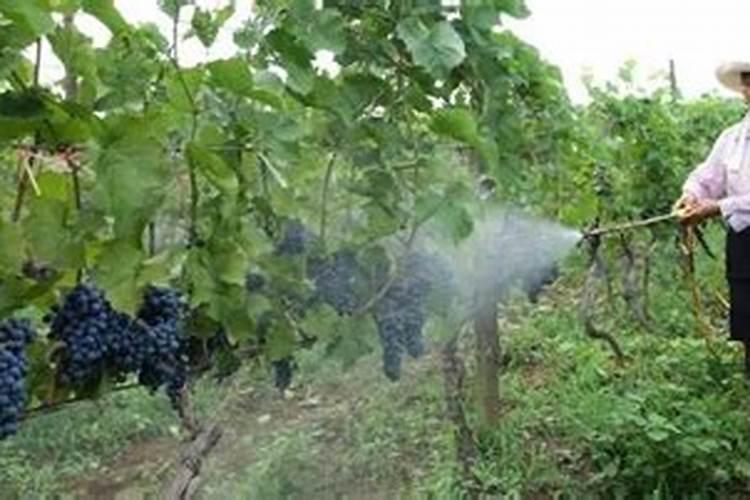 高粱怎么施肥好 高粱的施肥技巧