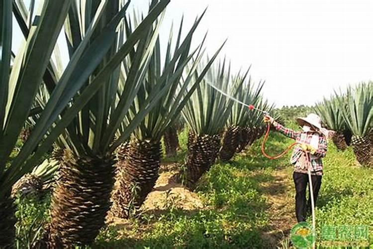 请问果树防冻液什么时候用好？