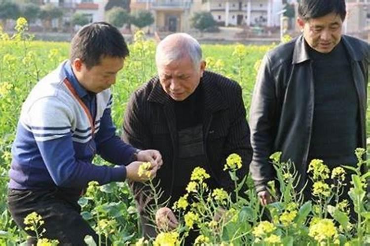 葡萄二次膨大期施啥肥