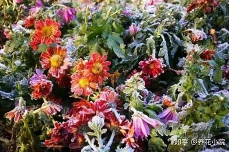 硝基肥适不适合种茶叶 硝基肥使用禁忌