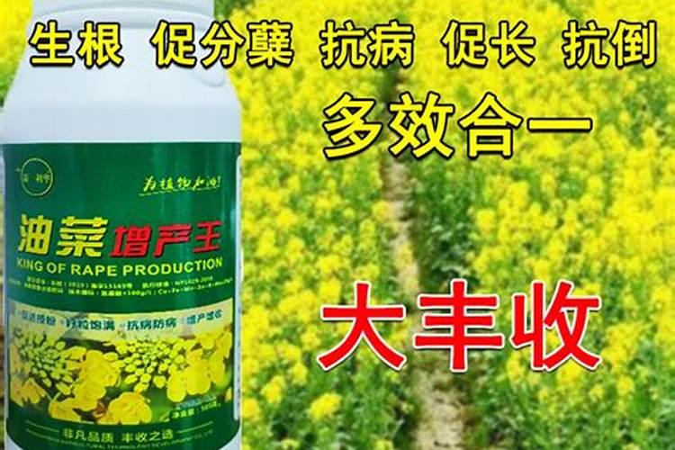 三唑酮100克对水100斤喷施小麦有药害吗？