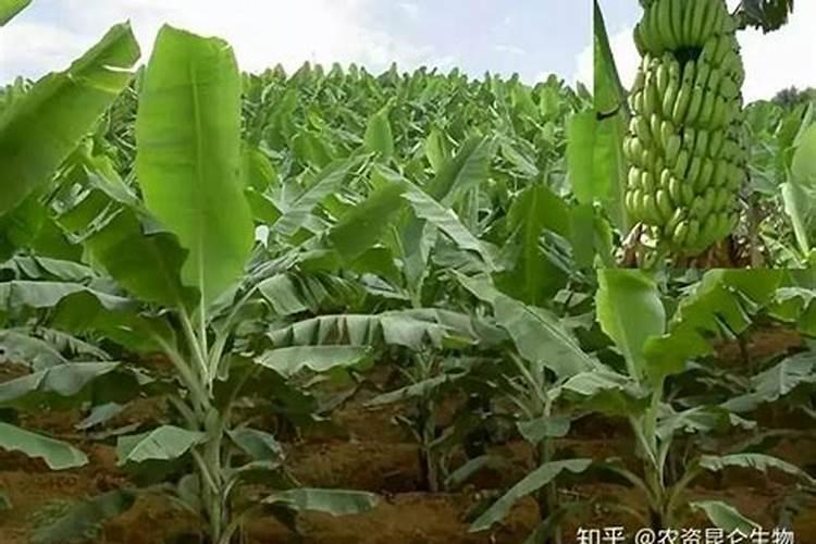 香蕉挂果的时候用什么肥料最好？