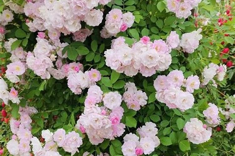 蔷薇秋天怎么养