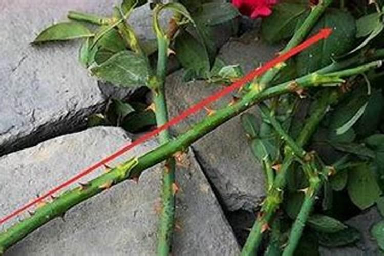 蔷薇花怎么施肥