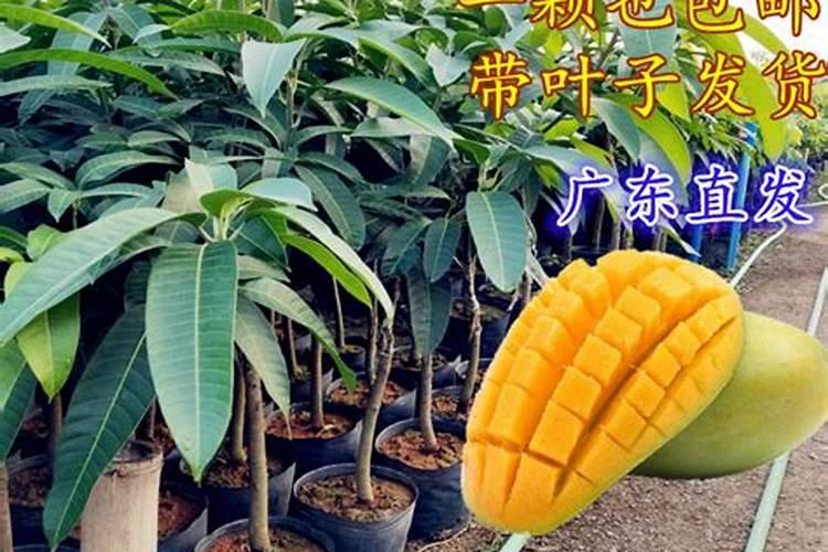 多效唑与哪些不能混用