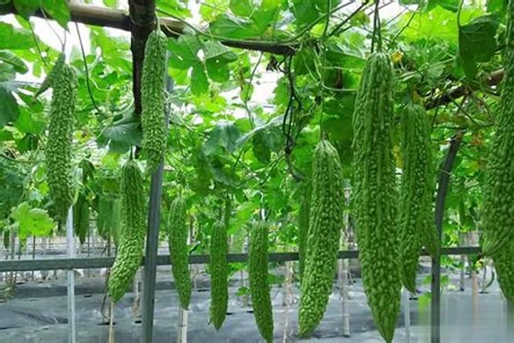 自制有机肥很简单,家里有哪几种垃圾,扔花盆里,是养花的好肥料？百度知 ...