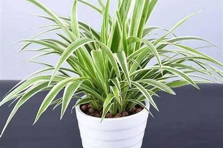 橡皮树秋季怎样施肥