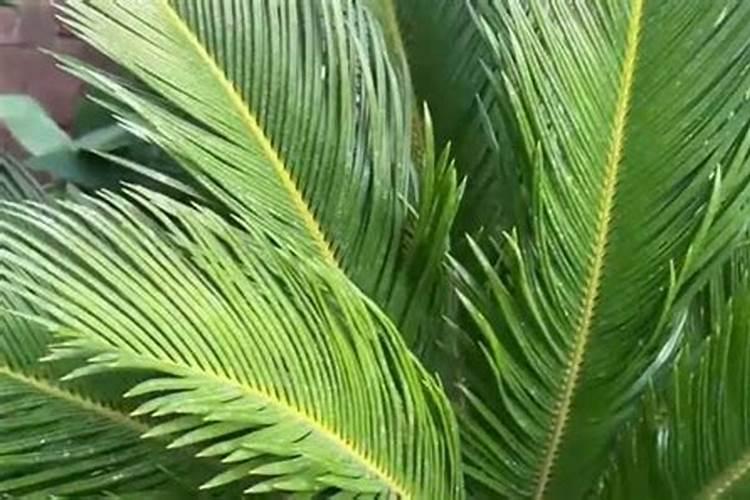 土豆种植用什么肥料好