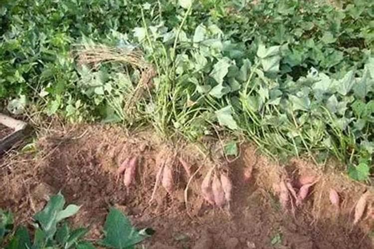 土豆促花保果根茎块膨大素？土豆用什么肥料产量高？