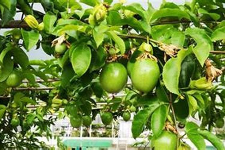 百香果能用磷酸二氢钾喷吗