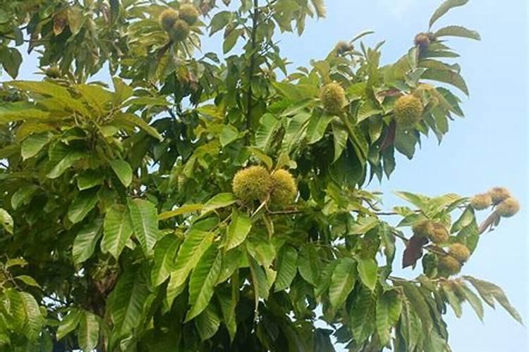 生长季节板栗树如何追肥？