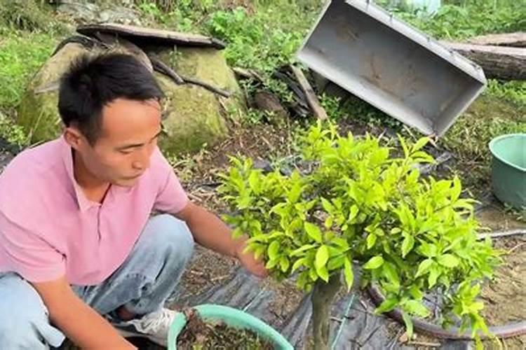 幸福树掉叶子是怎么回事