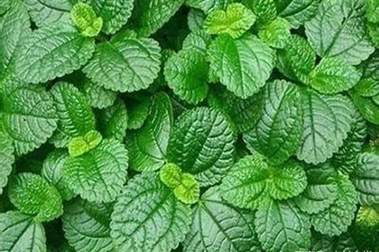 种薄荷要注意什么 施肥以氮肥为主
