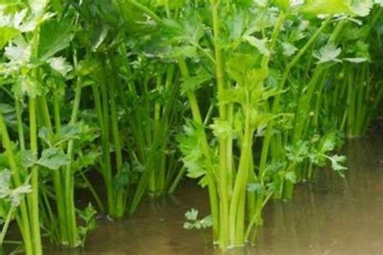 豆角生锈用什么肥料