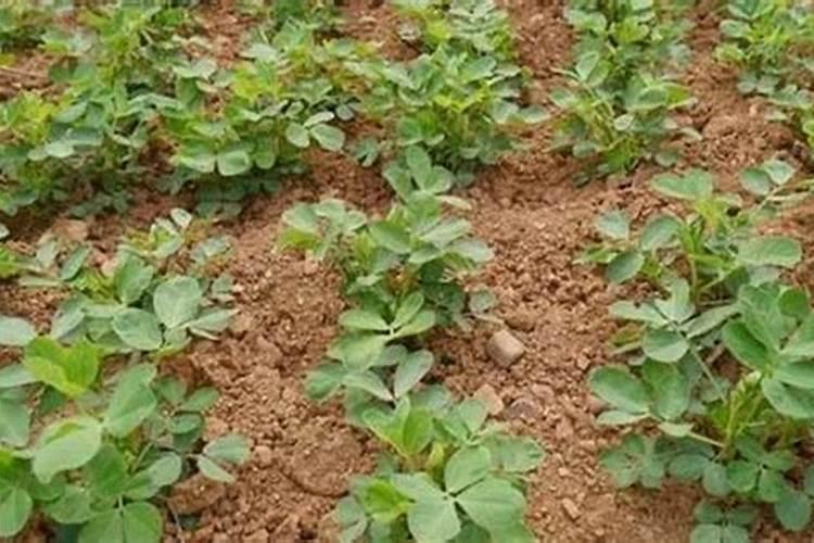 炒熟的黄豆可以做肥料吗 具体怎么操作能做肥料