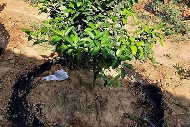 种果树用什么肥料好