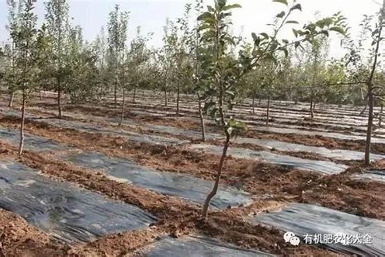 种果树用什么肥料好