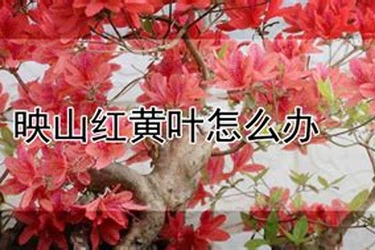 野生映山红叶子发黄怎么办？