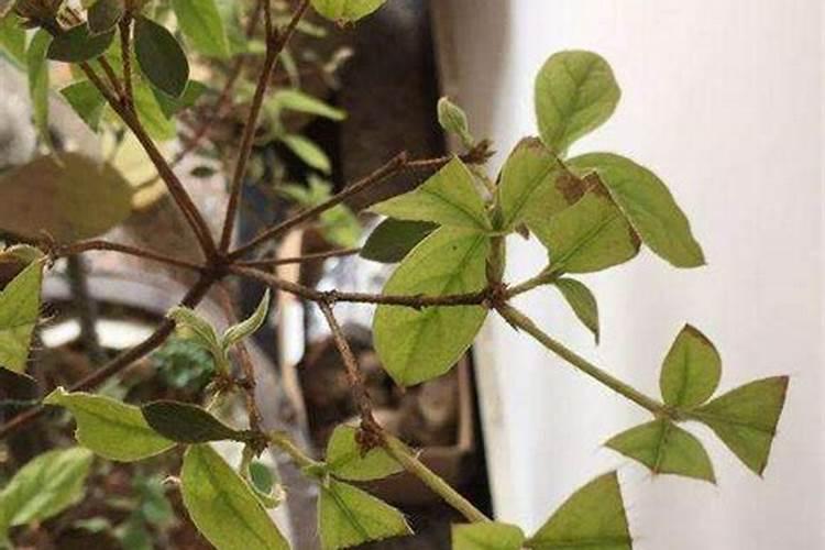 野生映山红叶子发黄怎么办