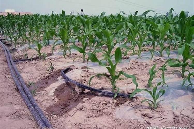 水产养殖虾塘水清肥不起来怎么办