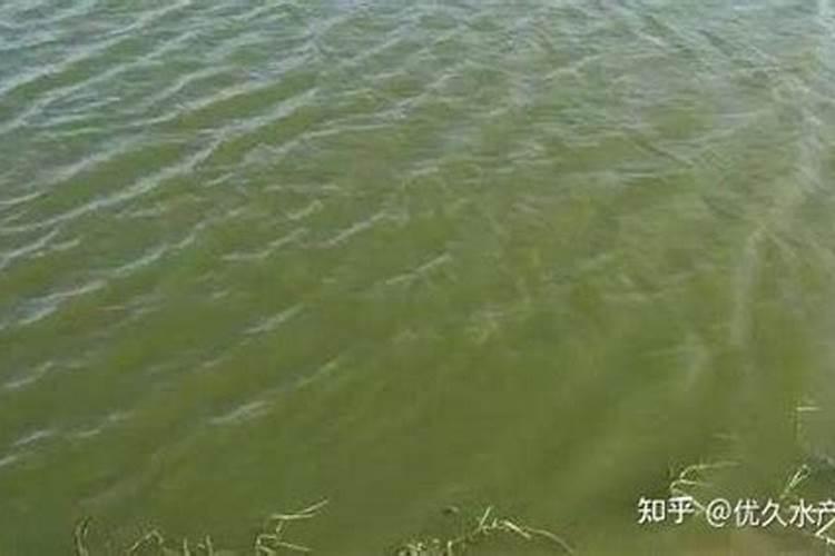 养殖塘为什么水肥不起来？导致原因和解决办法都在这