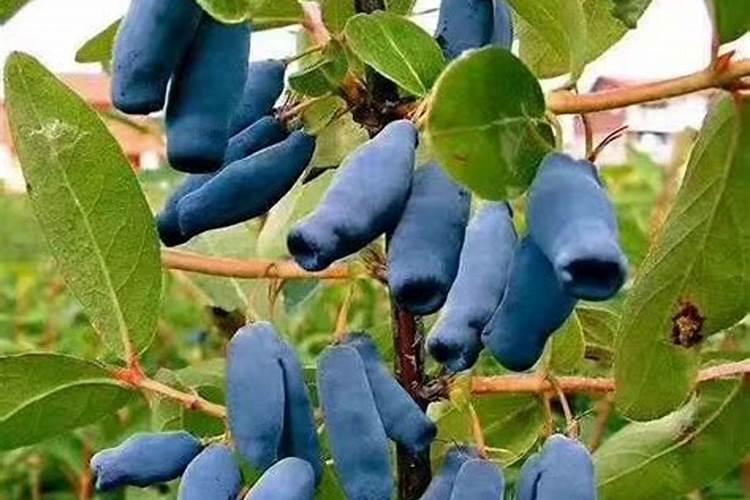 果树专用肥有哪几种