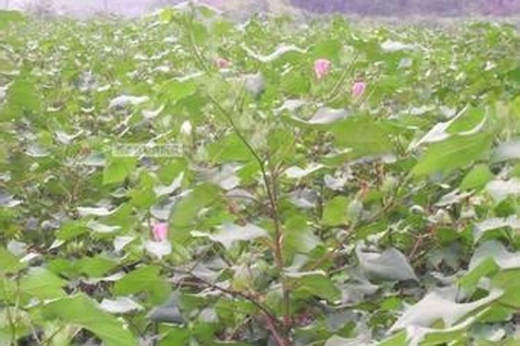 棉花开出花蕾的时候施肥,可以选择哪种肥？