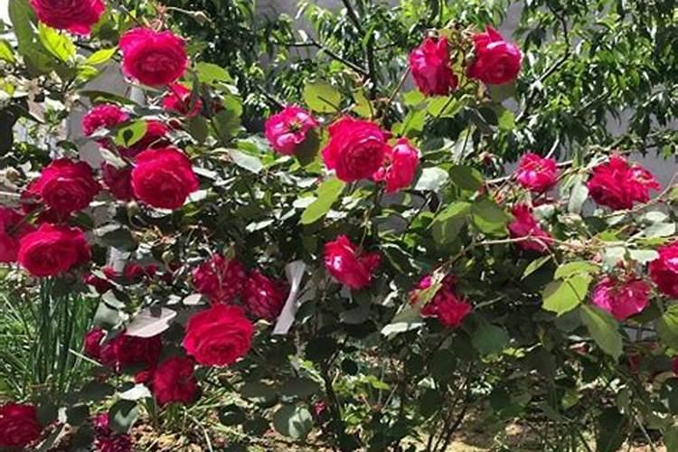 月季小苗施肥时间和方法