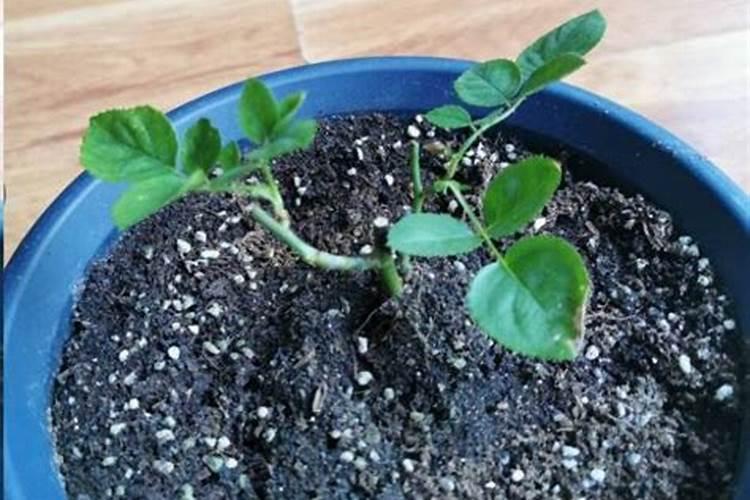 藤本月季小苗怎么养