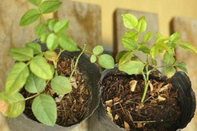 藤本月季小苗怎么养