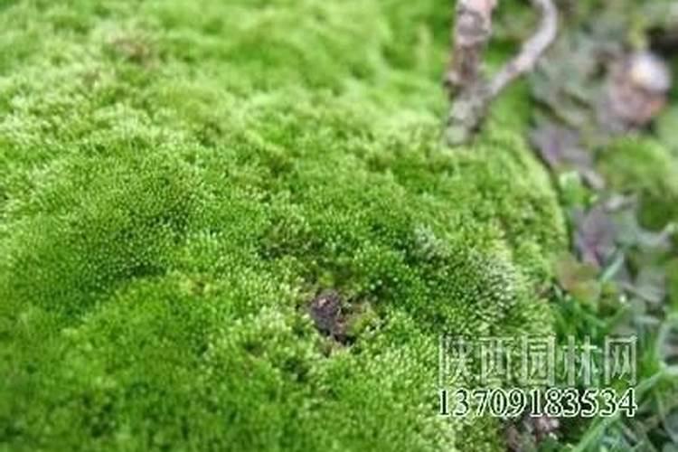 土壤出现发白青苔红斑可不可以用白灰处理？