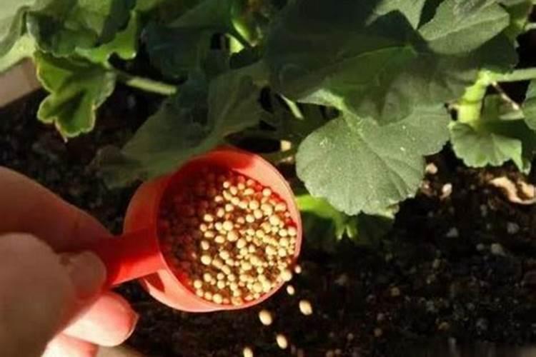 买回来用来种菜的化肥,请问种花可以用吗
