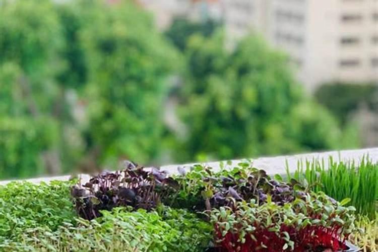 家庭种菜养花,少不了哪些自己就能做的天然有机肥料？