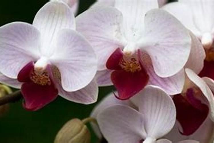 蝴蝶兰的基肥里放什么肥怎么施