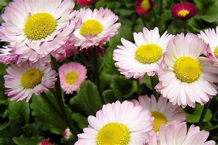 山地可以种植灯盏花吗