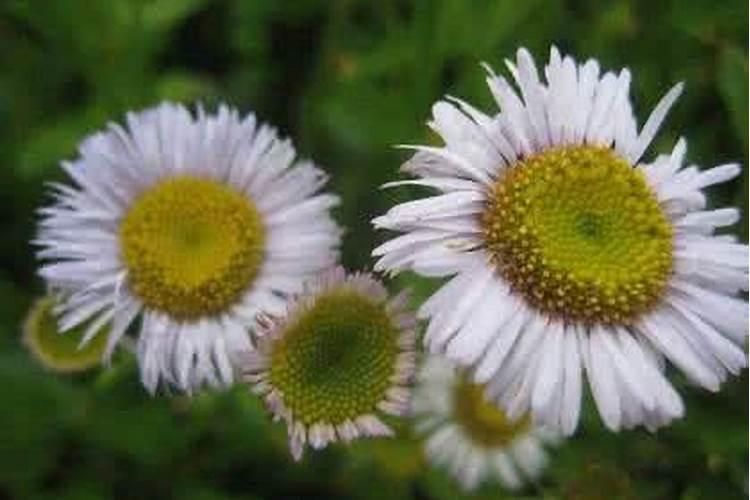 灯盏花的栽培技术