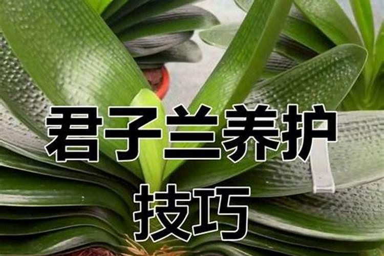 植物动力2003好还是920好