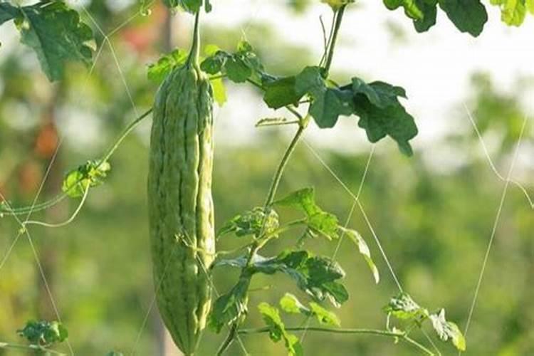 樱桃施什么肥料好？樱桃怎样让果实快速膨大？樱桃叶面肥用金泰靓