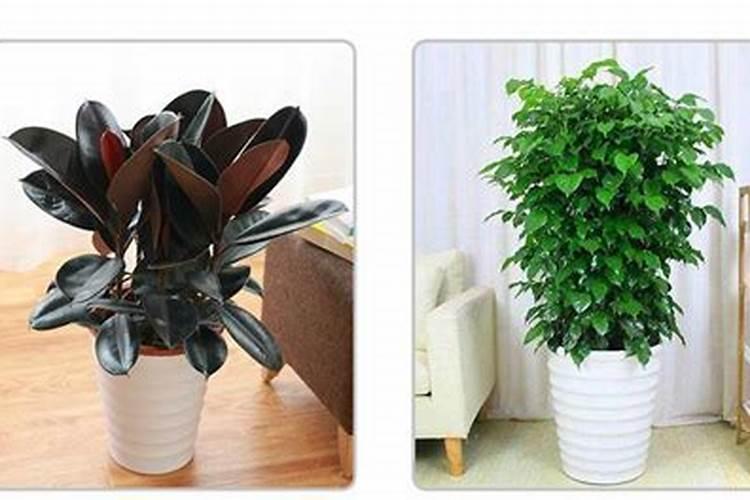 幸福树要施什么肥料