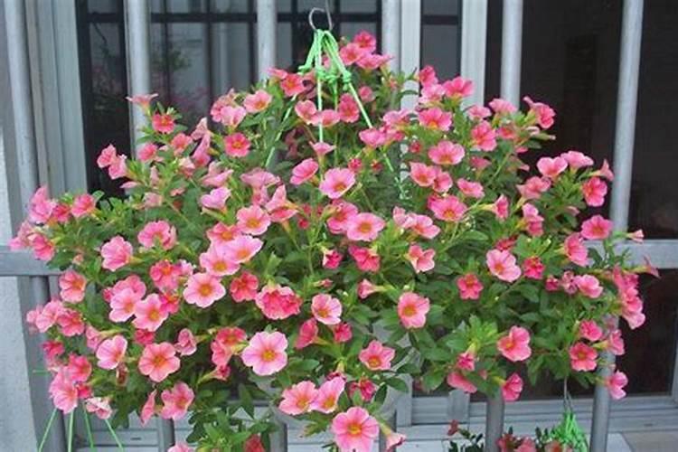 磷肥在水产养殖中的作用