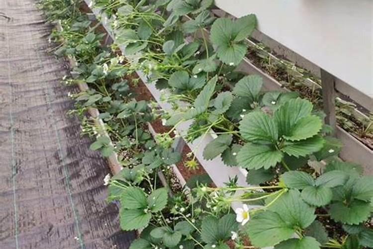 磷酸二氢钾和氮磷钾复合肥的区别