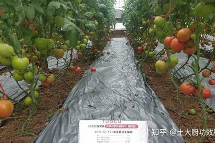 大撄桃月子肥用什么肥？樱桃需肥特点