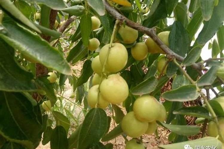 冬枣退青慢怎么办 快速退青的方法是什么