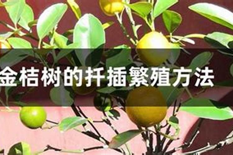 幸福树浇什么水好