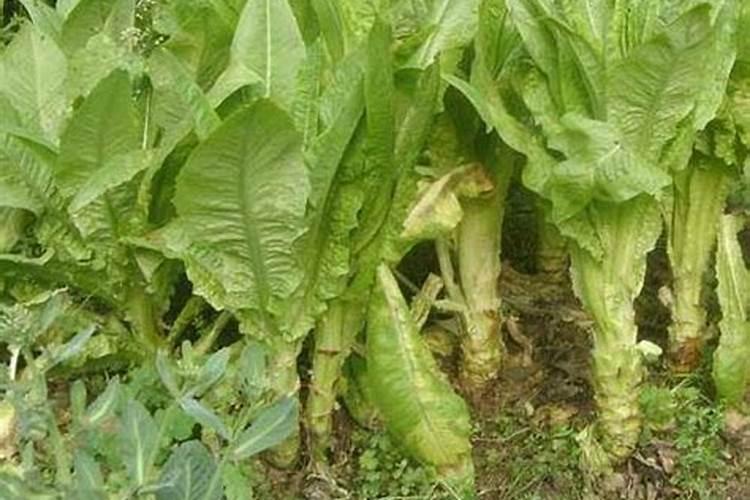 高钾复合肥在莴笋种植中如何使用