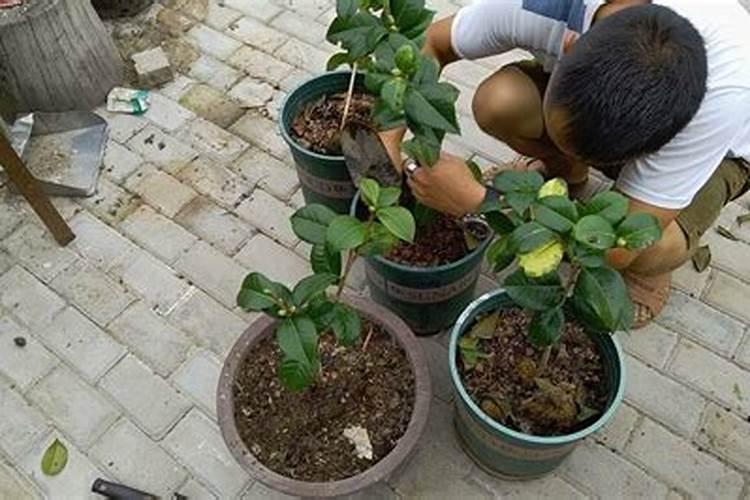 刚移栽的茶花可以用磷酸二氢钾吗