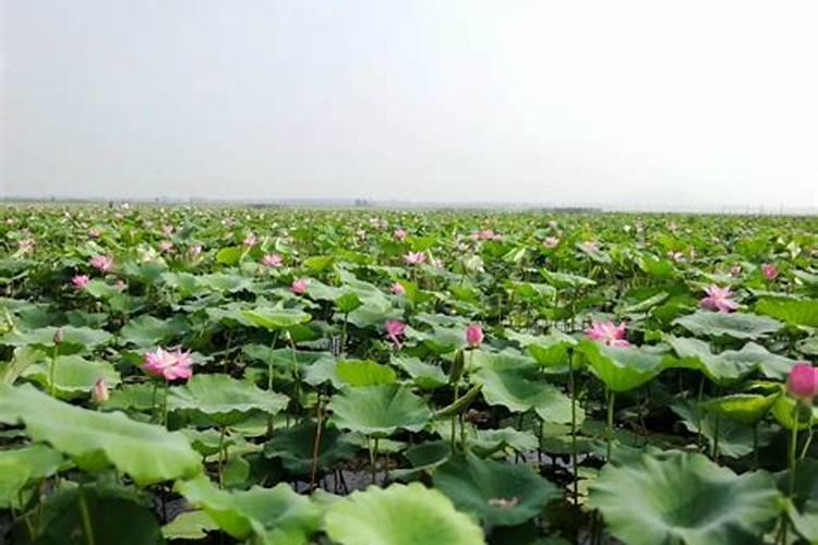 莲商会 白莲的莲蓬畸形、籽粒少的防治措施