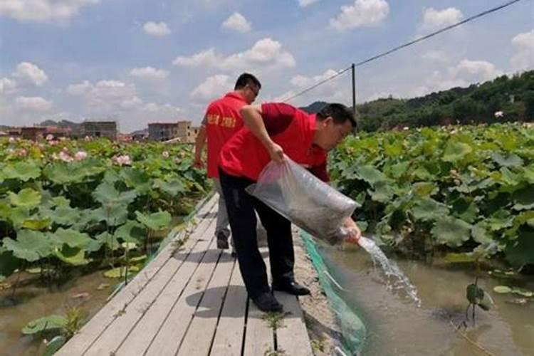 秋白菜用什么化肥合适 秋白菜施肥方法