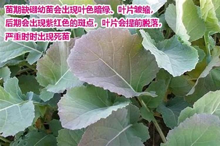 倒挂金钟适合上什么肥