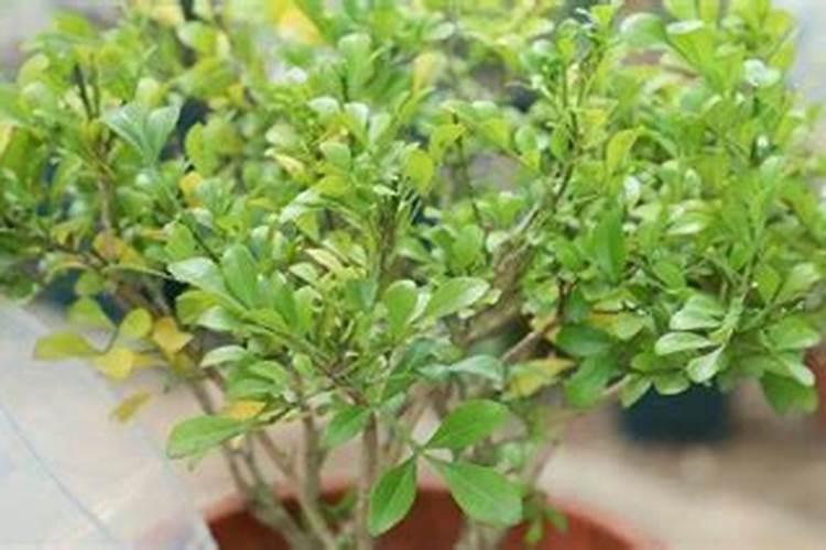 米兰花怎么浇水施肥